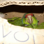Man suspected of smuggling exotic birds...