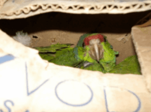 Man suspected of smuggling exotic birds...