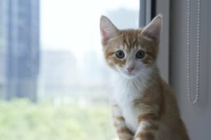 How to keep your fur baby...