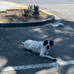 Dog advocates blast late response from...