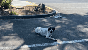 Dog advocates blast late response from...