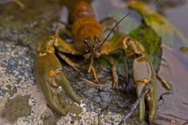 Photo Credit: Colorado Parks and Wildlife